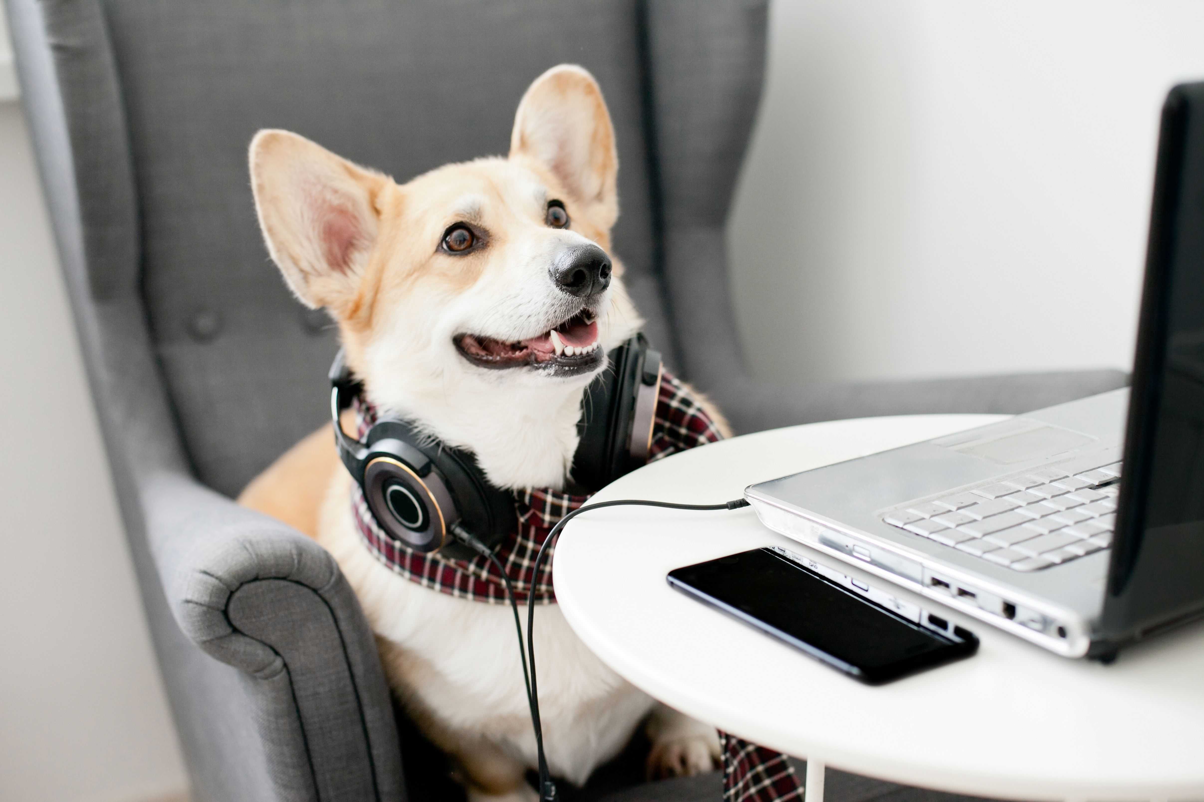 DogPOInt