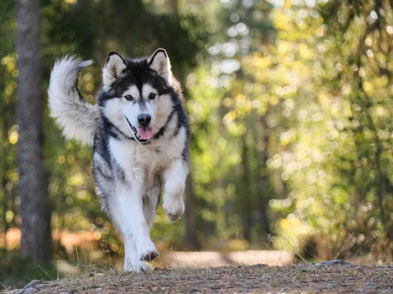 DogPOInt