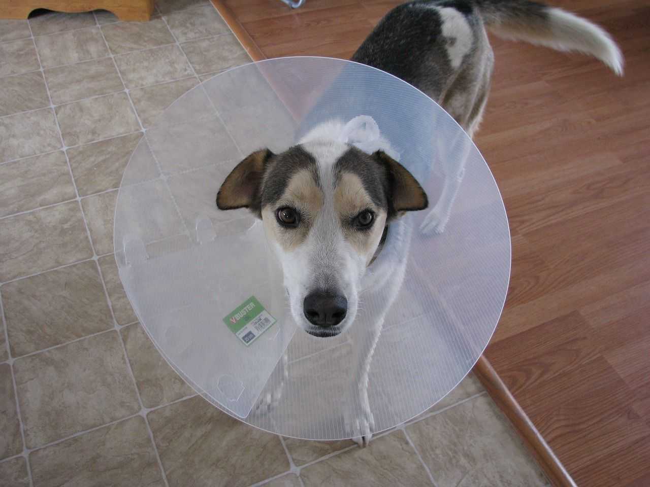 DogPOInt