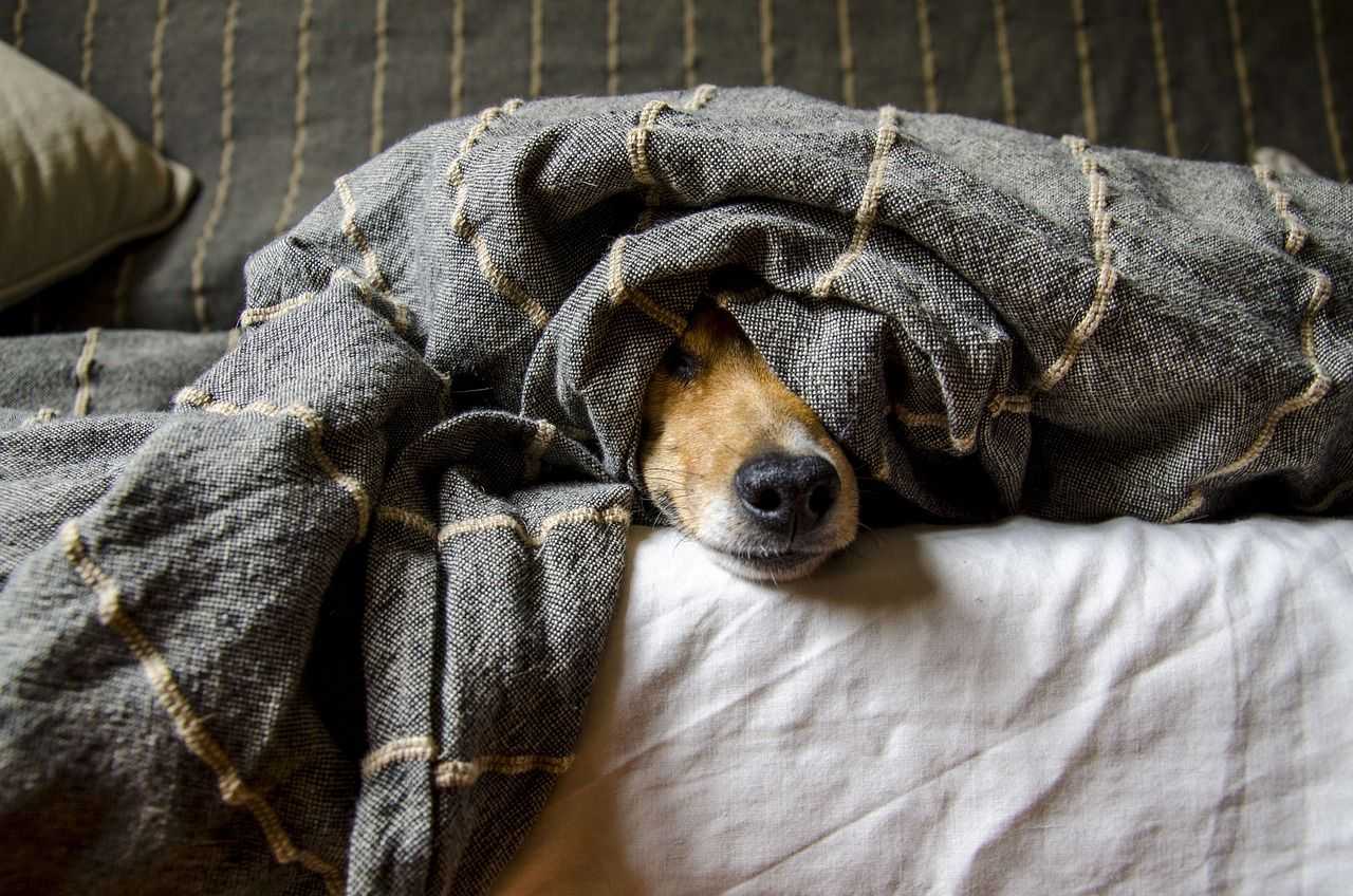 DogPOInt